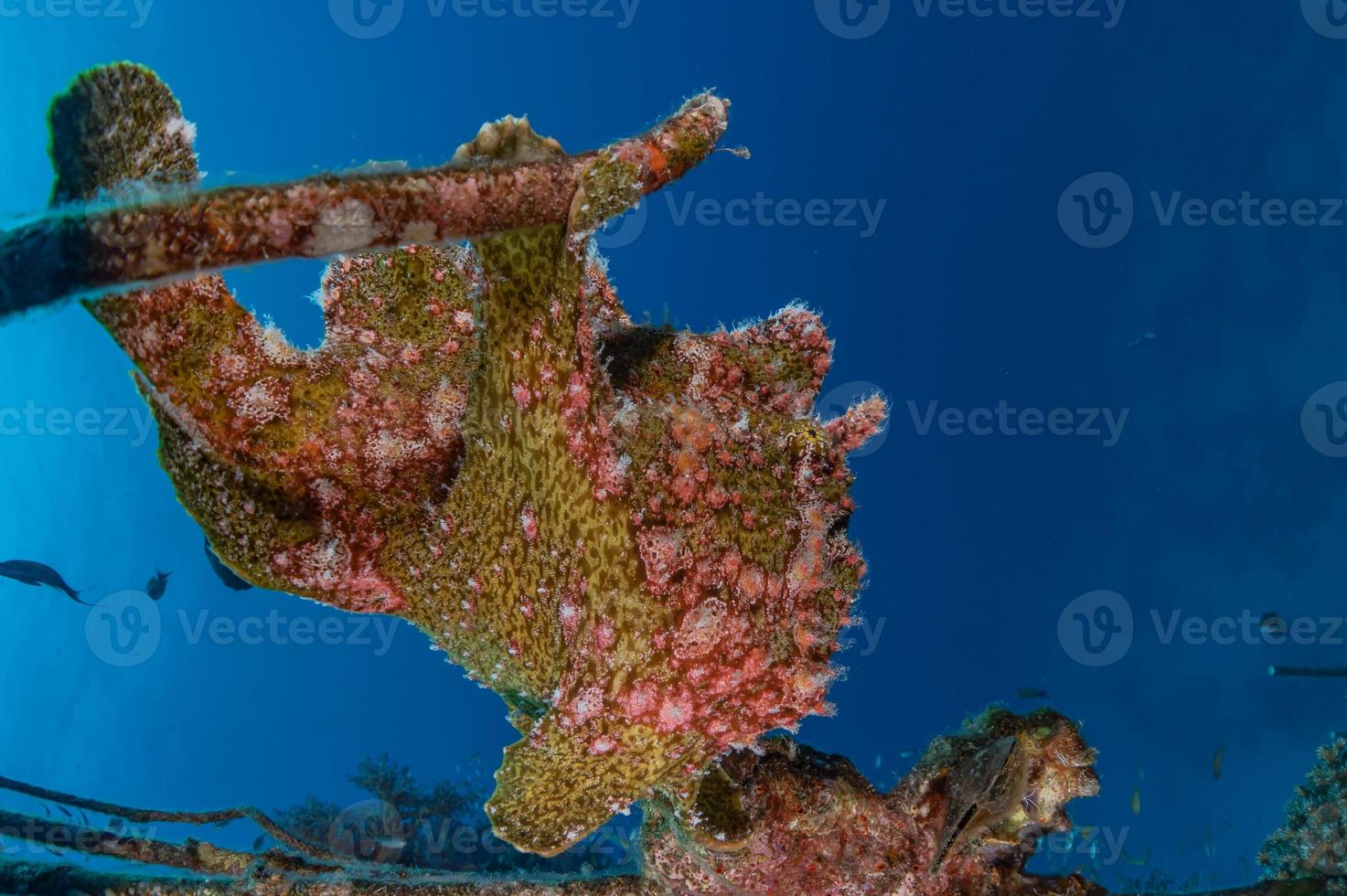 fische schwimmen im roten meer, bunte fische, eilat israel foto