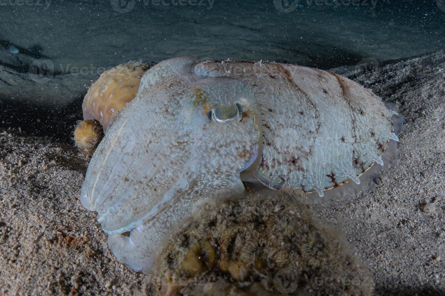 Tintenfisch im Roten Meer bunt und schön, Eilat Israel foto