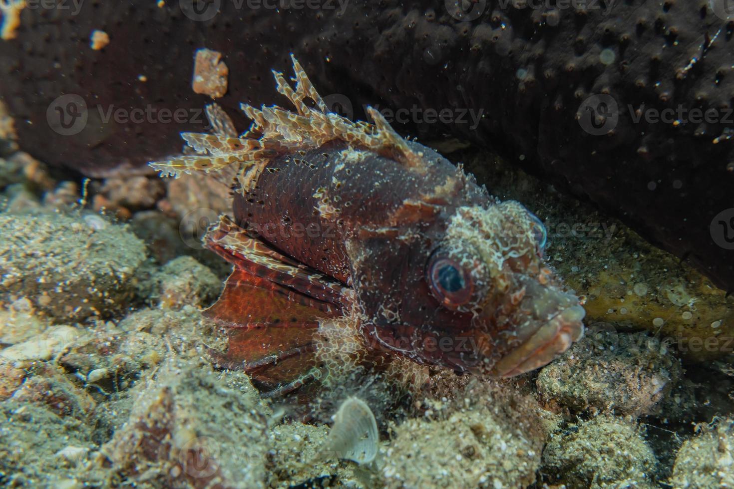 fische schwimmen im roten meer, bunte fische, eilat israel foto