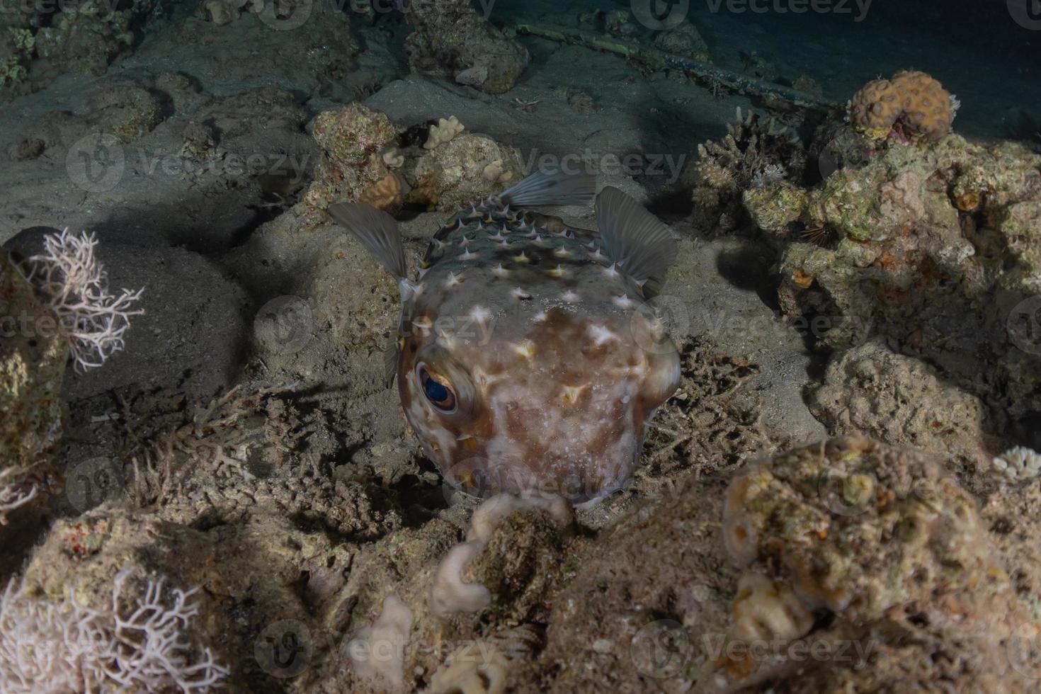 fische schwimmen im roten meer, bunte fische, eilat israel foto