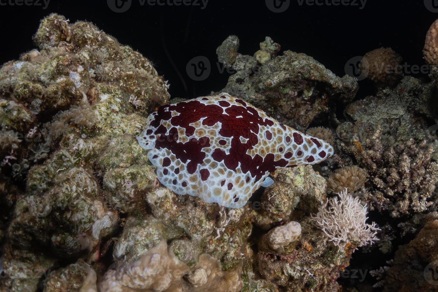 Seeschnecke im Roten Meer bunt und schön, Eilat Israel foto