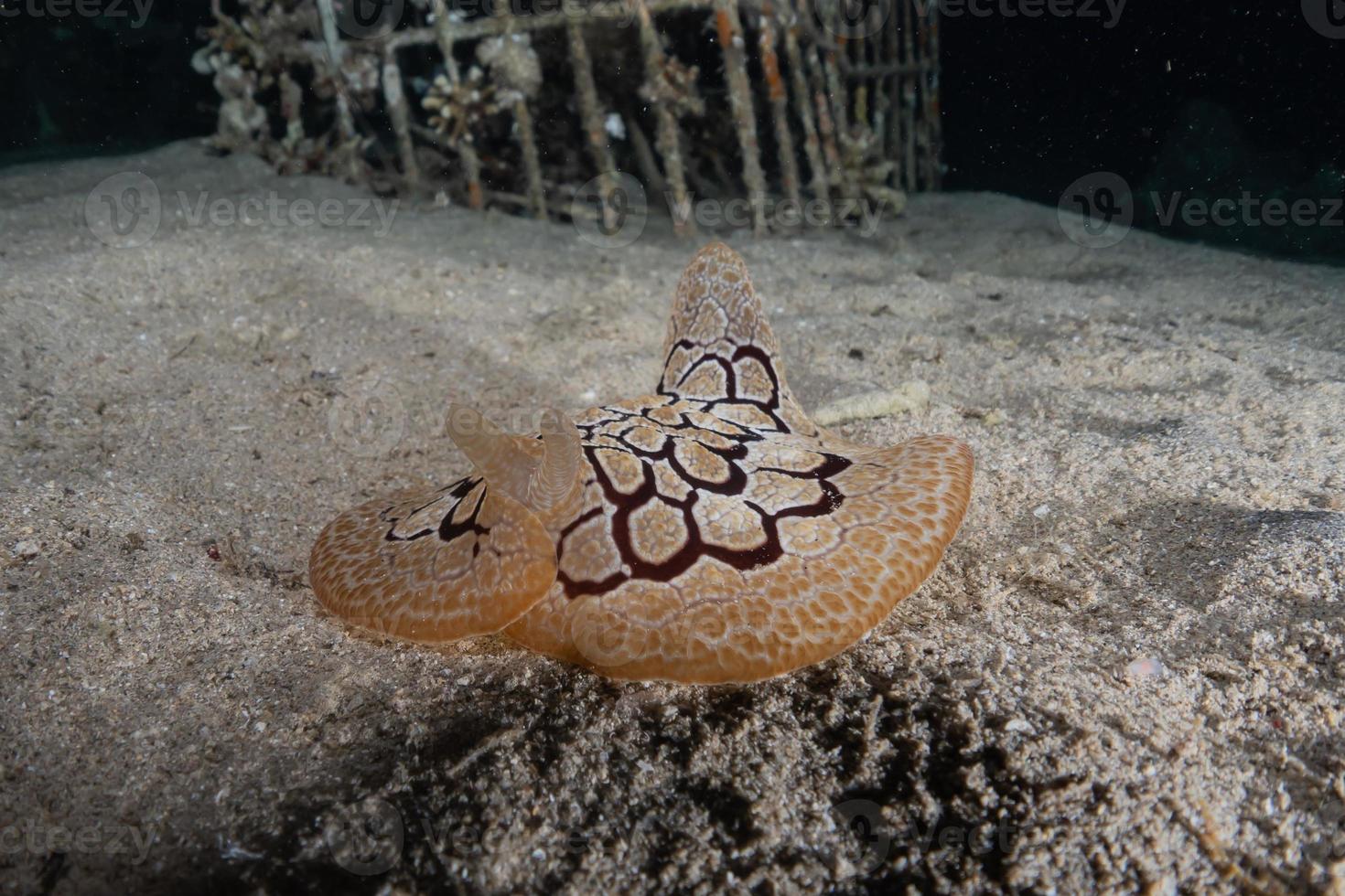 Seeschnecke im Roten Meer bunt und schön, Eilat Israel foto