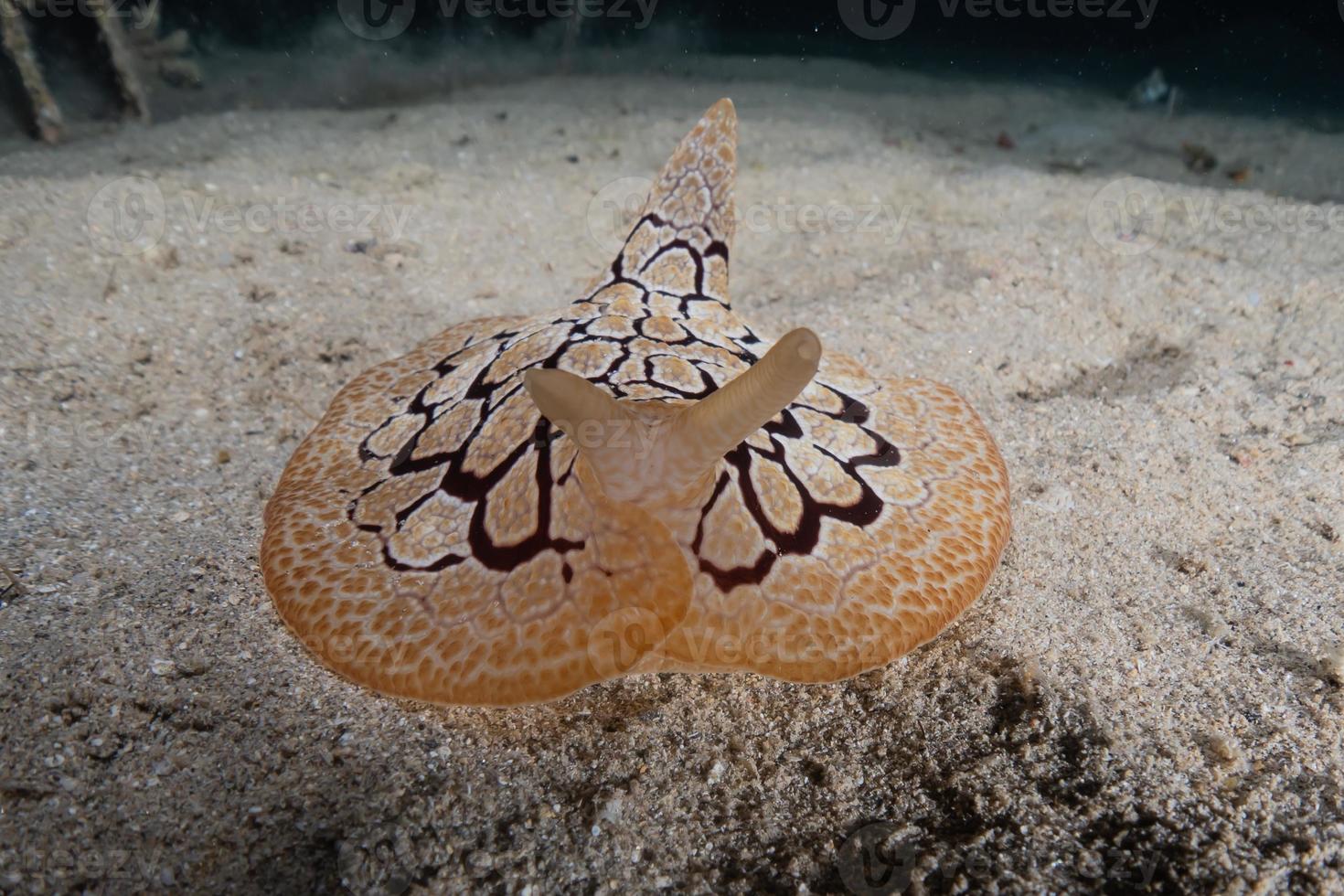 Seeschnecke im Roten Meer bunt und schön, Eilat Israel foto