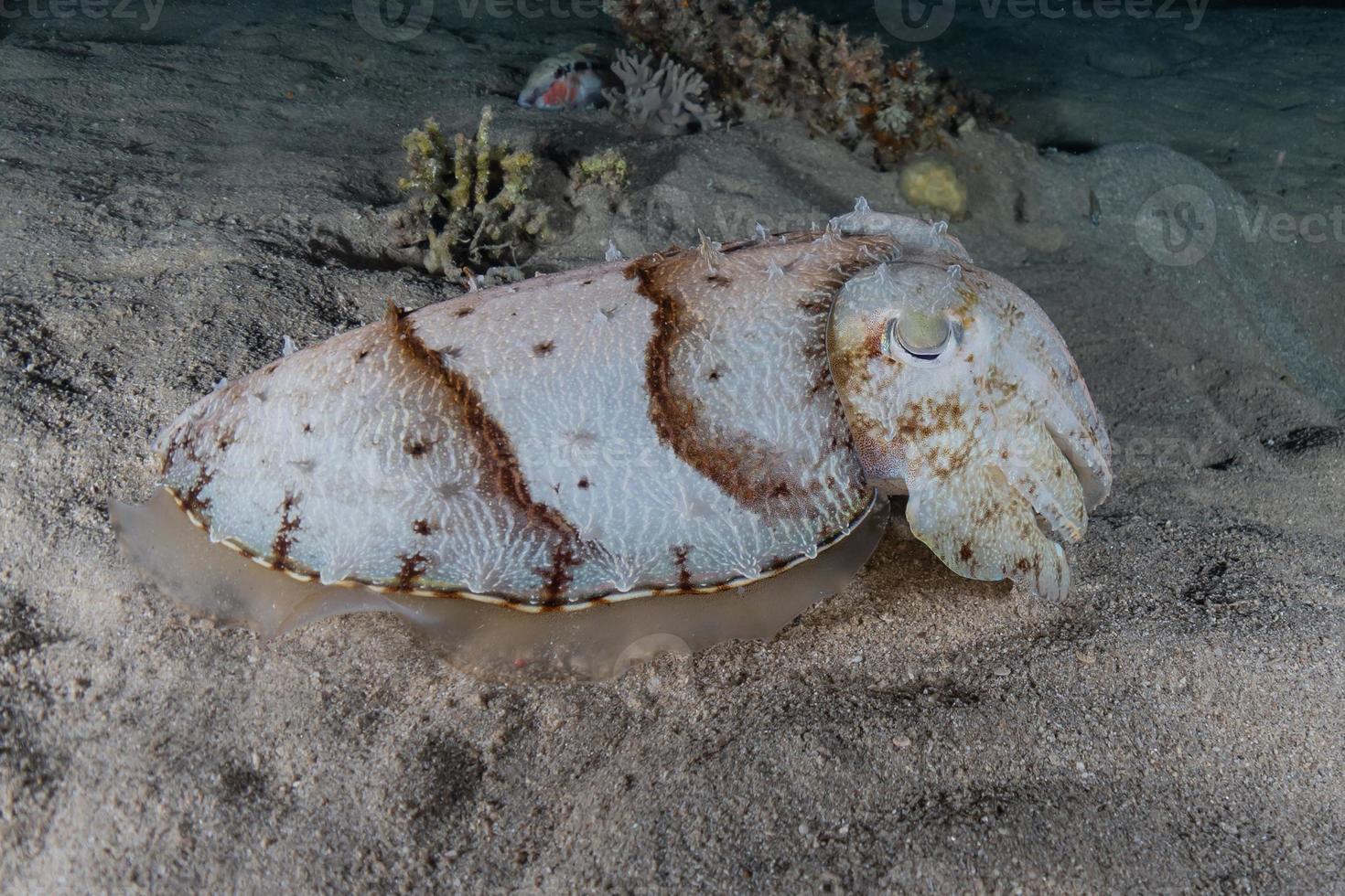 Tintenfisch im Roten Meer bunt und schön, Eilat Israel foto