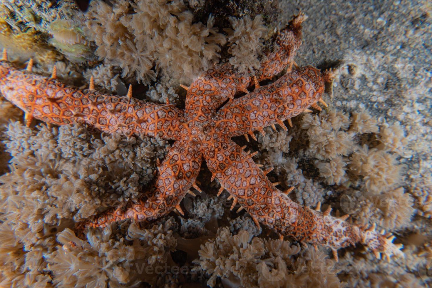 Seestern auf dem Meeresboden im Roten Meer, Eilat Israel foto