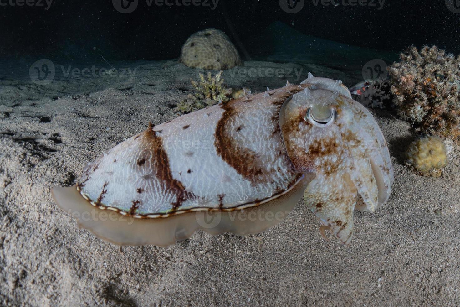 Tintenfisch im Roten Meer bunt und schön, Eilat Israel foto