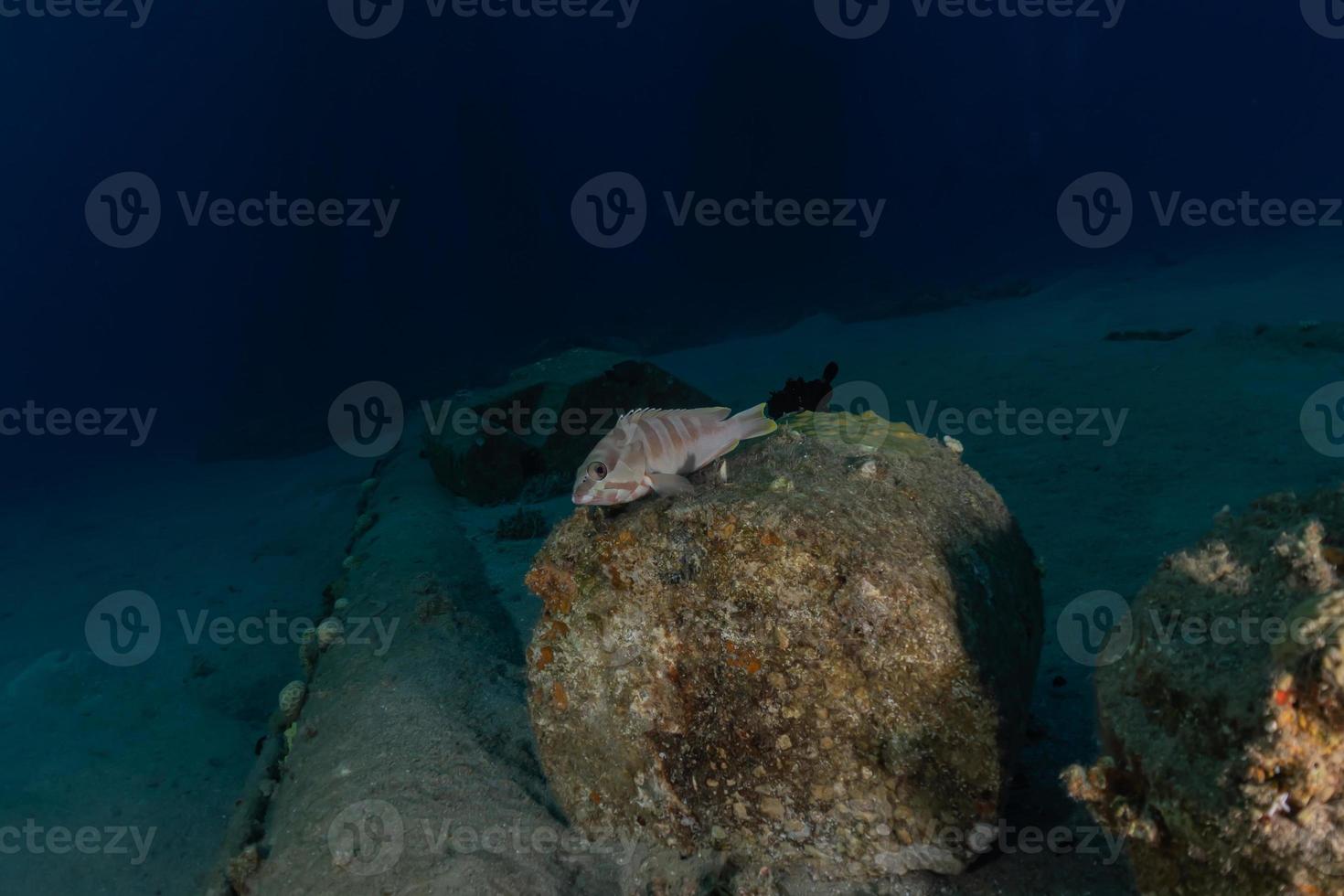 fische schwimmen im roten meer, bunte fische, eilat israel foto