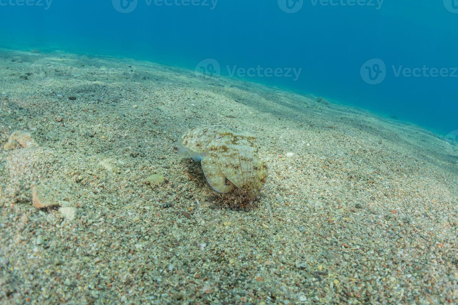 Tintenfisch im Roten Meer bunt und schön, Eilat Israel foto