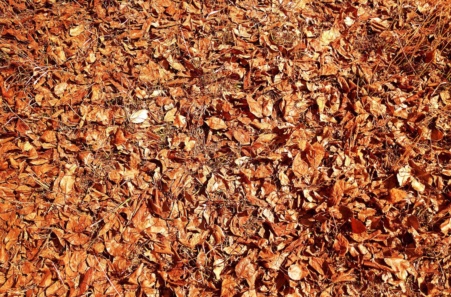 outumn Blätter auf einem Boden foto