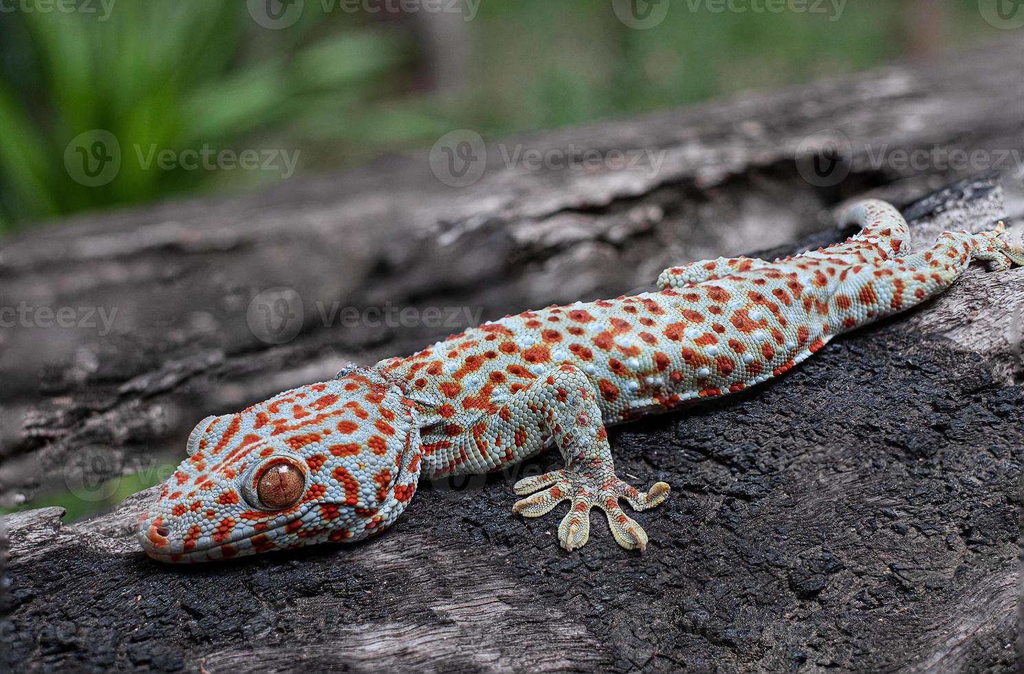 tokay gecko auf baum foto