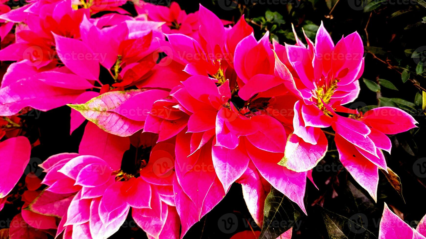 Dianthusblume im Garten foto