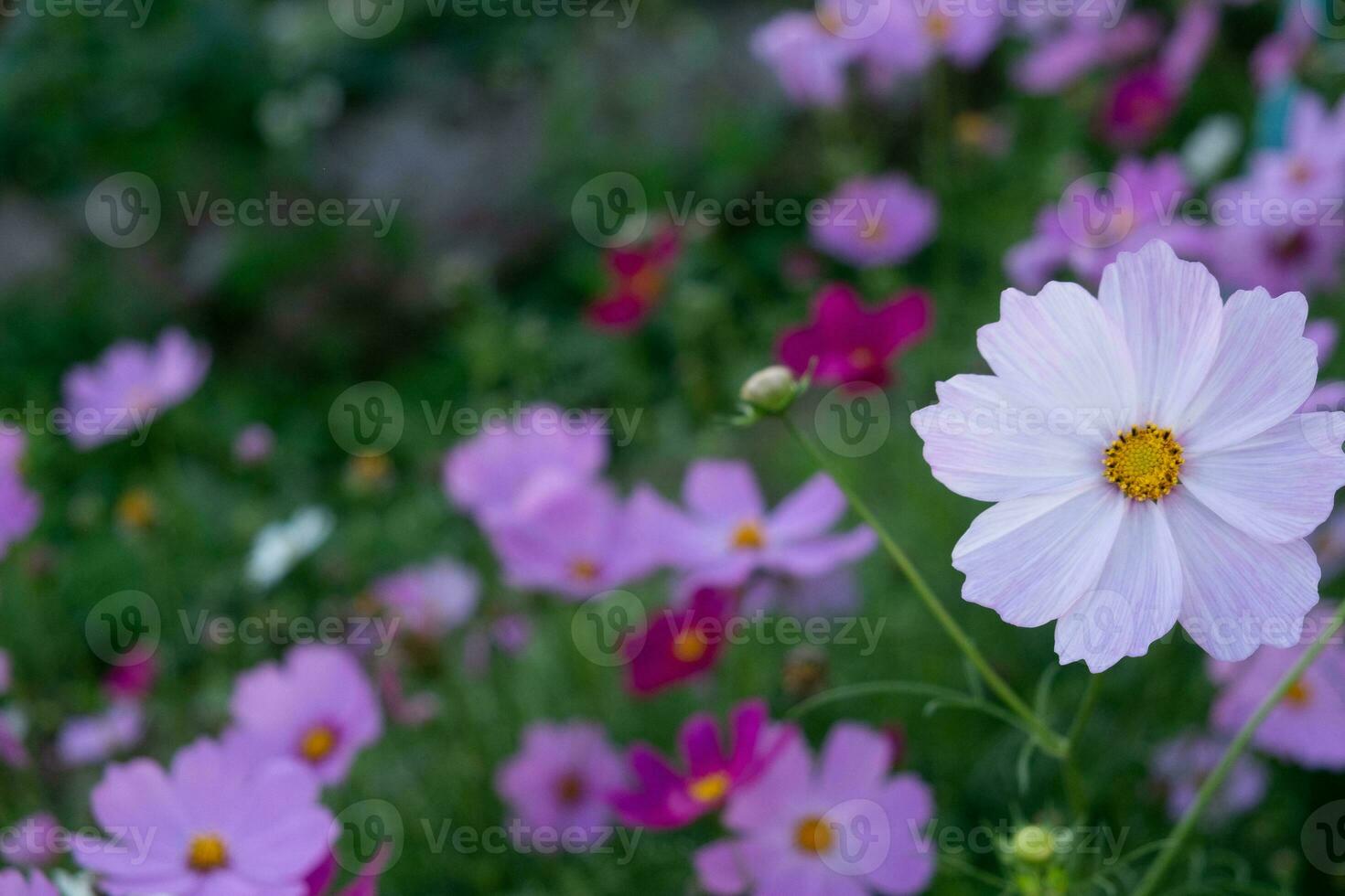 Dianthusblume im Garten foto