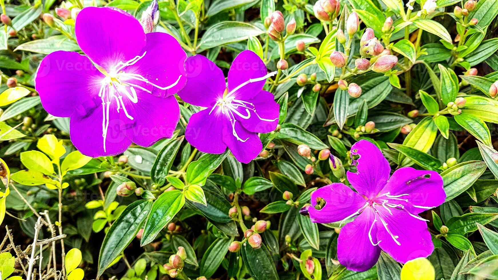 Dianthusblume im Garten foto