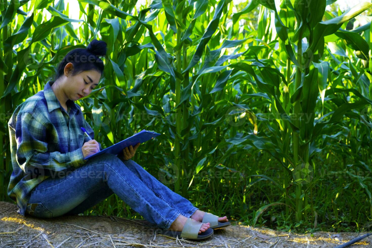 Junger Bauer beobachtet einige Diagramme Mais im Feld foto