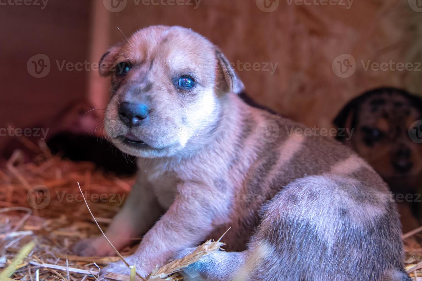 Wochen alte neugeborene Terrierwelpen, die in der Hundehütte herumstöbern foto