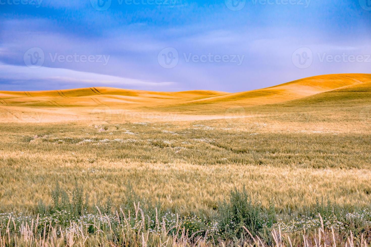 Sanfte Hügel und Ackerland in Palouse Washington foto