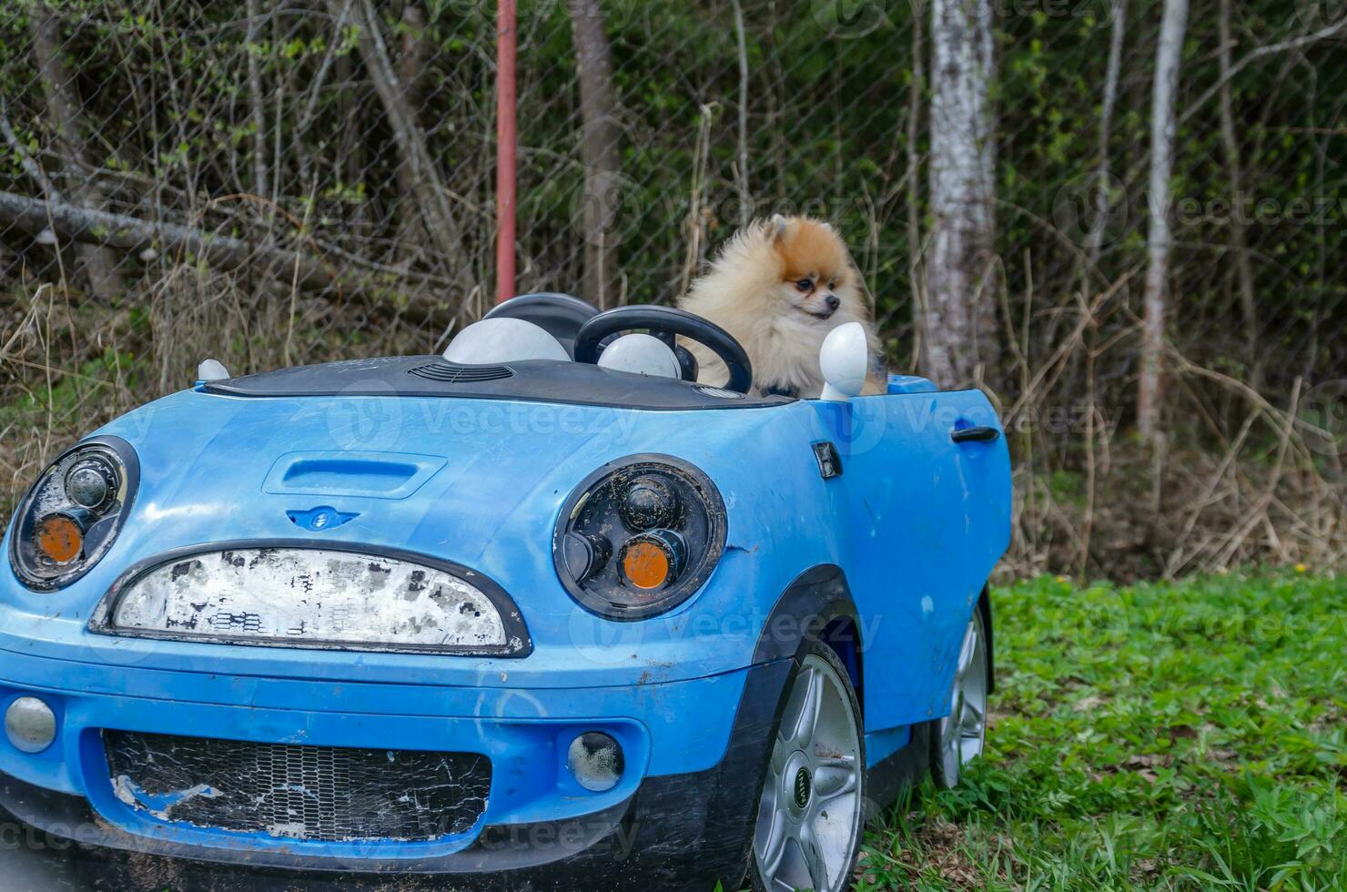 ein klein Hund sitzt im ein Kinder- Auto foto