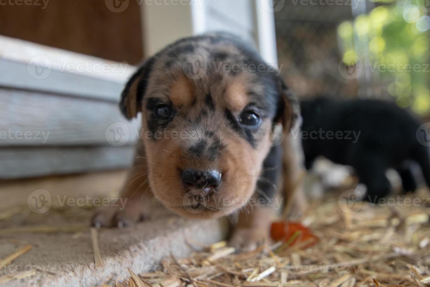 Wochen alte neugeborene Terrierwelpen, die in der Hundehütte herumstöbern foto