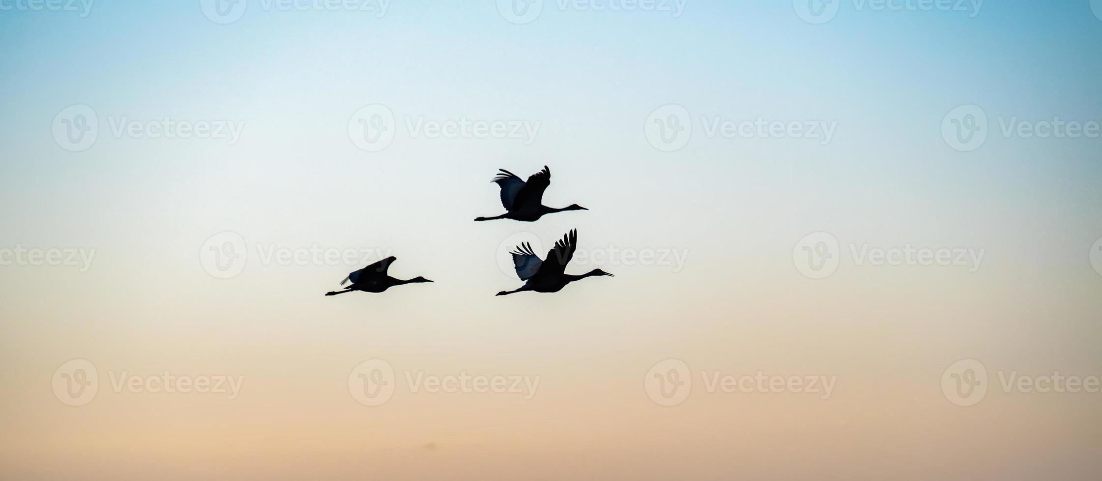 Kran im Flug über Felder von montana foto