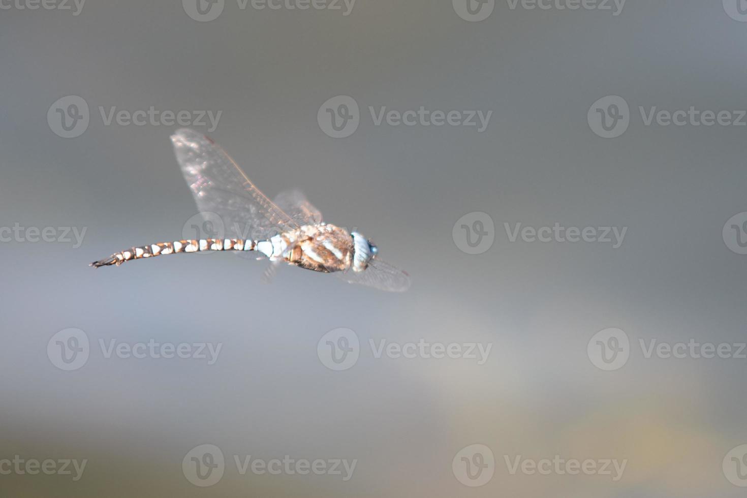 bunte Libelle im Flug foto