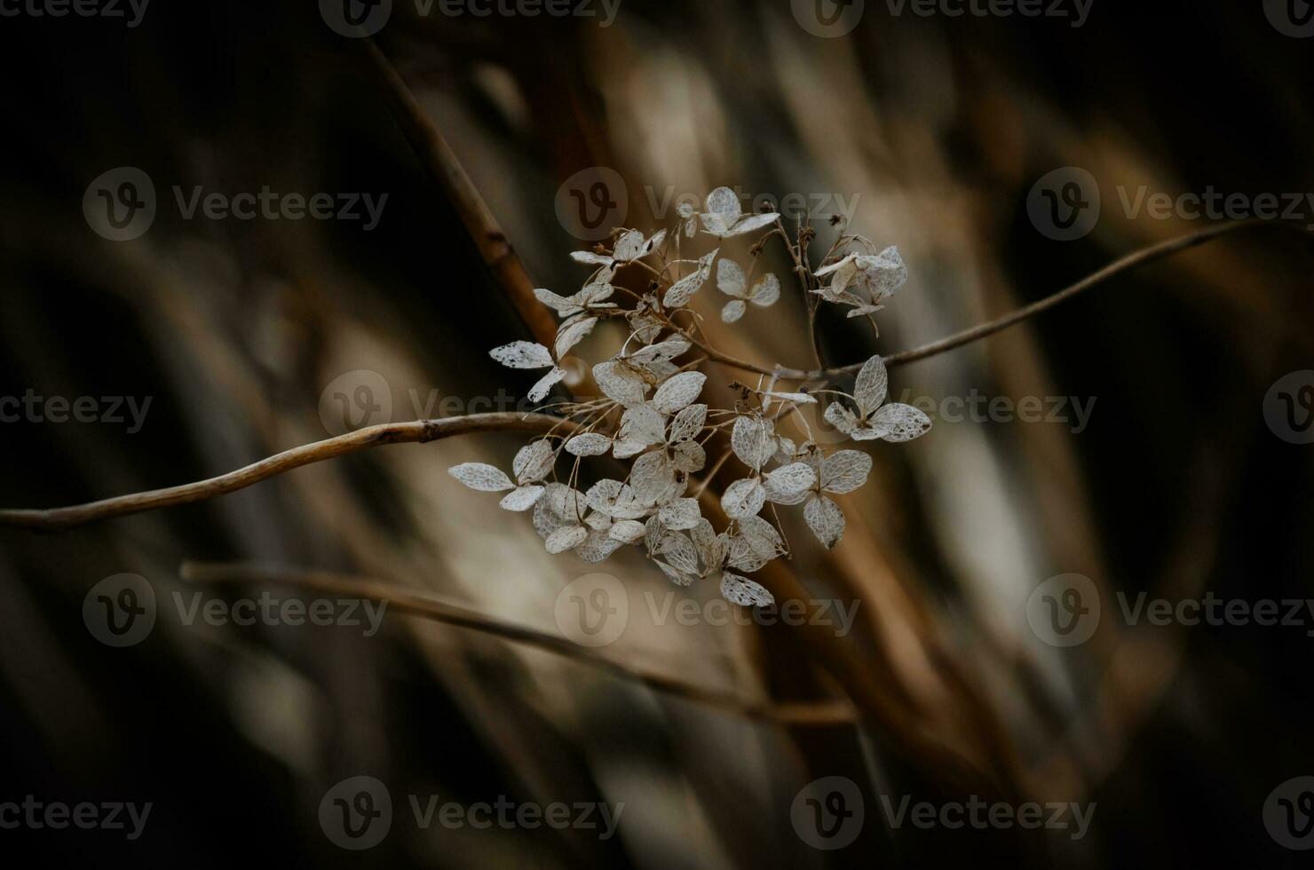 Hortensie getrocknet Blumen im das Garten. natürlich Hintergrund foto