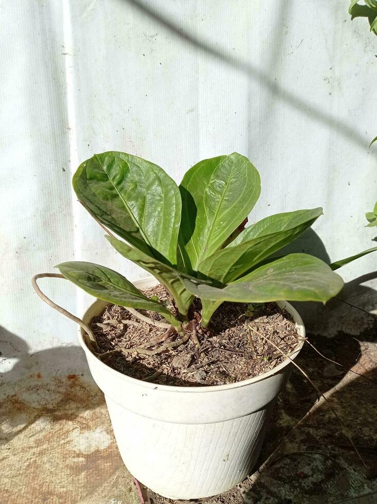ein eingetopft Pflanze mit Grün Blätter Sitzung auf ein Stein foto