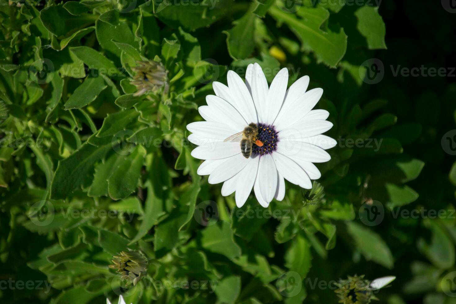 ein Single isoliert Weiß Blume mit ein Single Biene Sammeln Pollen foto