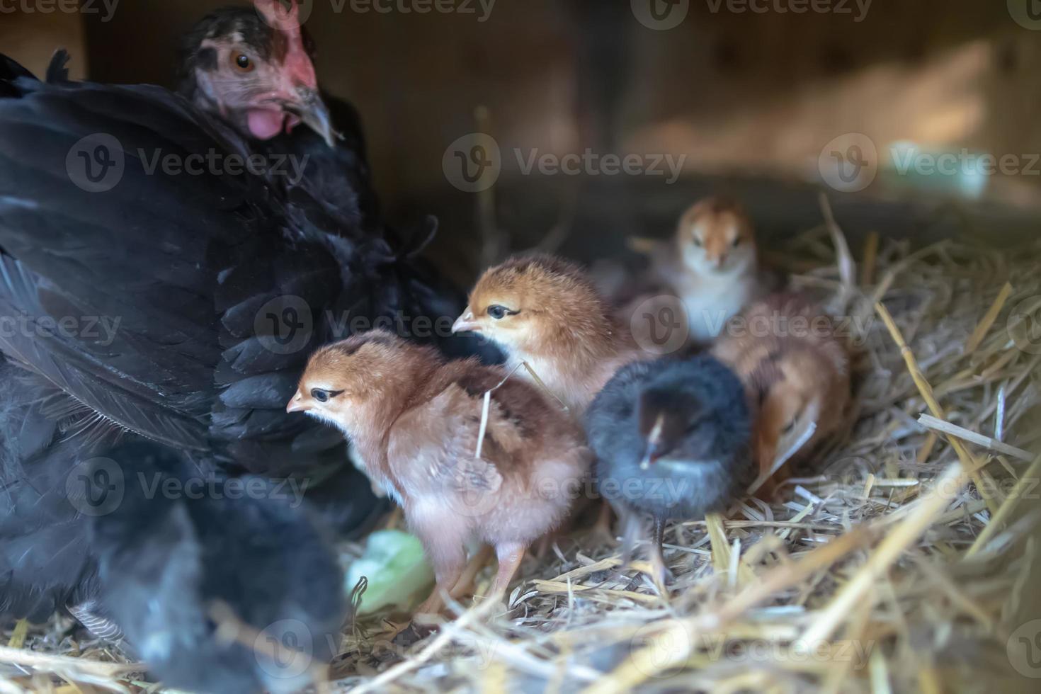 Hühnermutter mit Küken foto