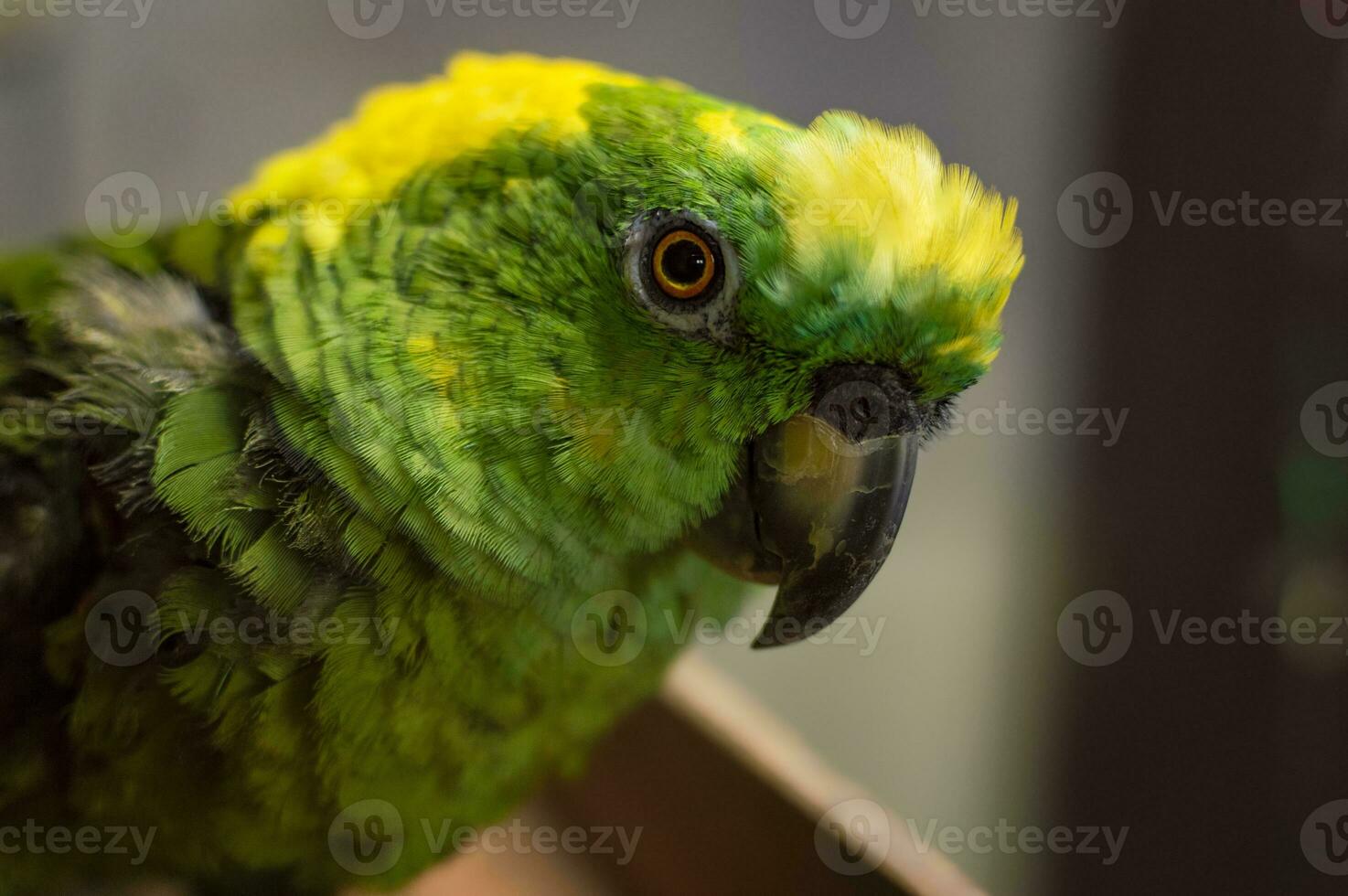 schließen oben von ein Grün gefiedert Papagei, schließen oben von Grün Papagei Auge mit Kopieren Raum foto