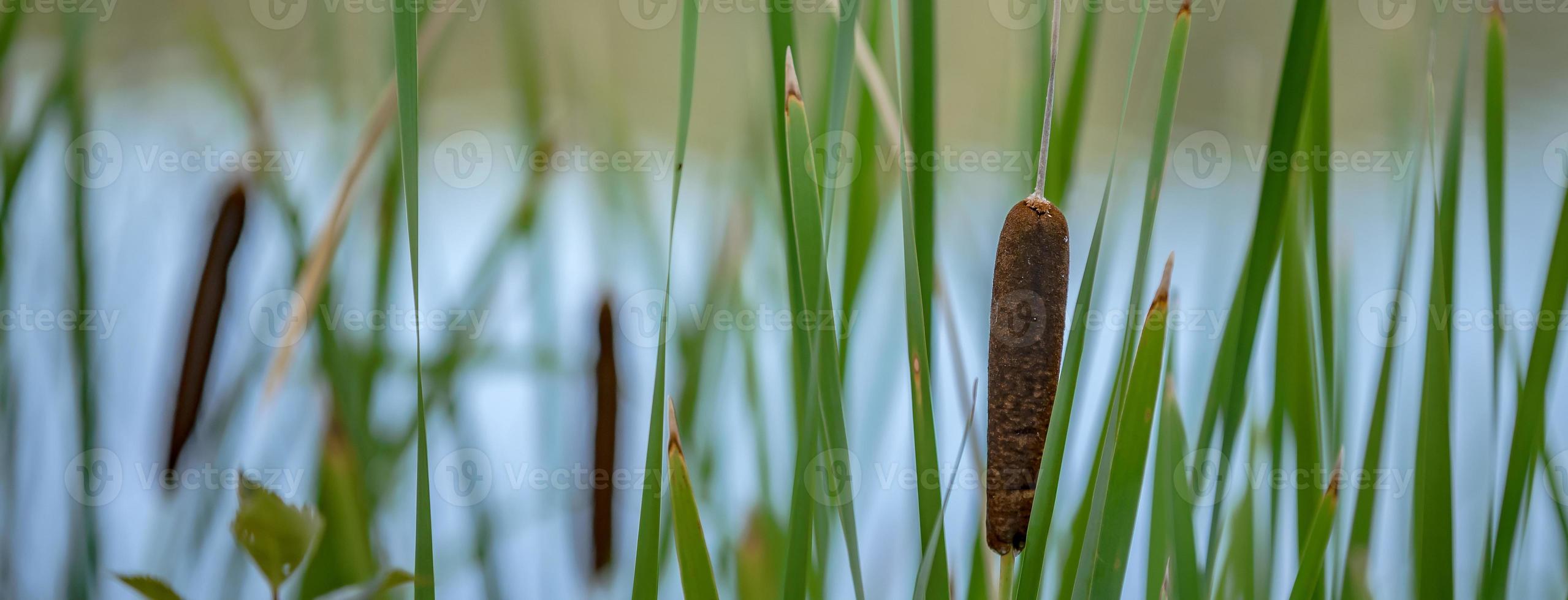 Schilfgrün am See am frühen Morgen abstrakte foto