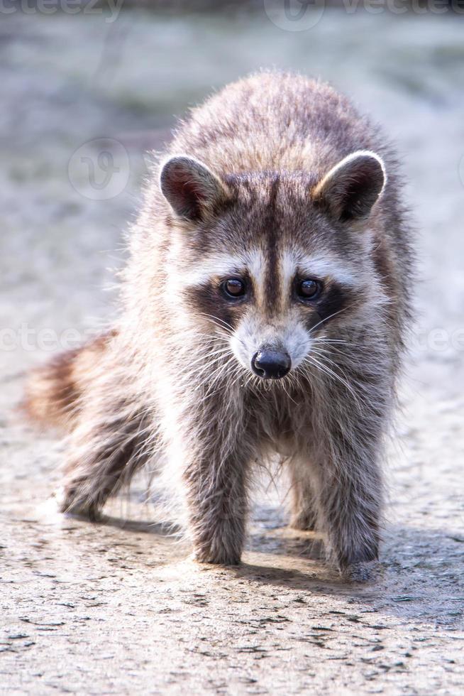 Waschbär watet in Pfütze auf der Suche nach Nahrung foto