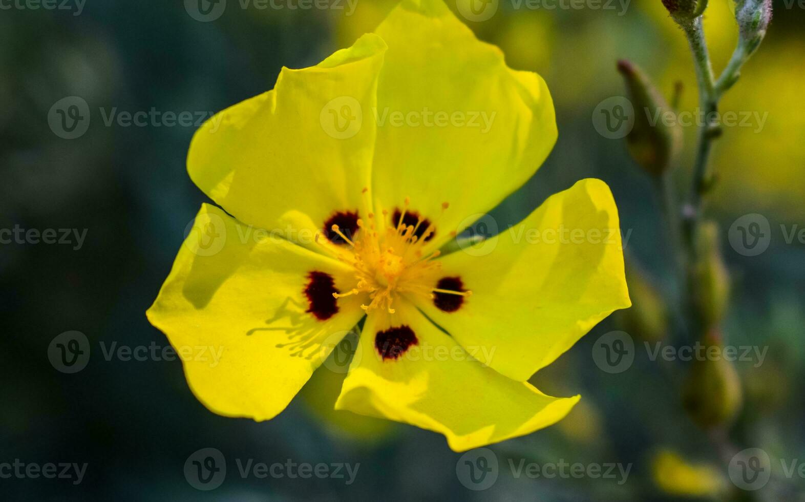 Halimium Blume schließen oben foto