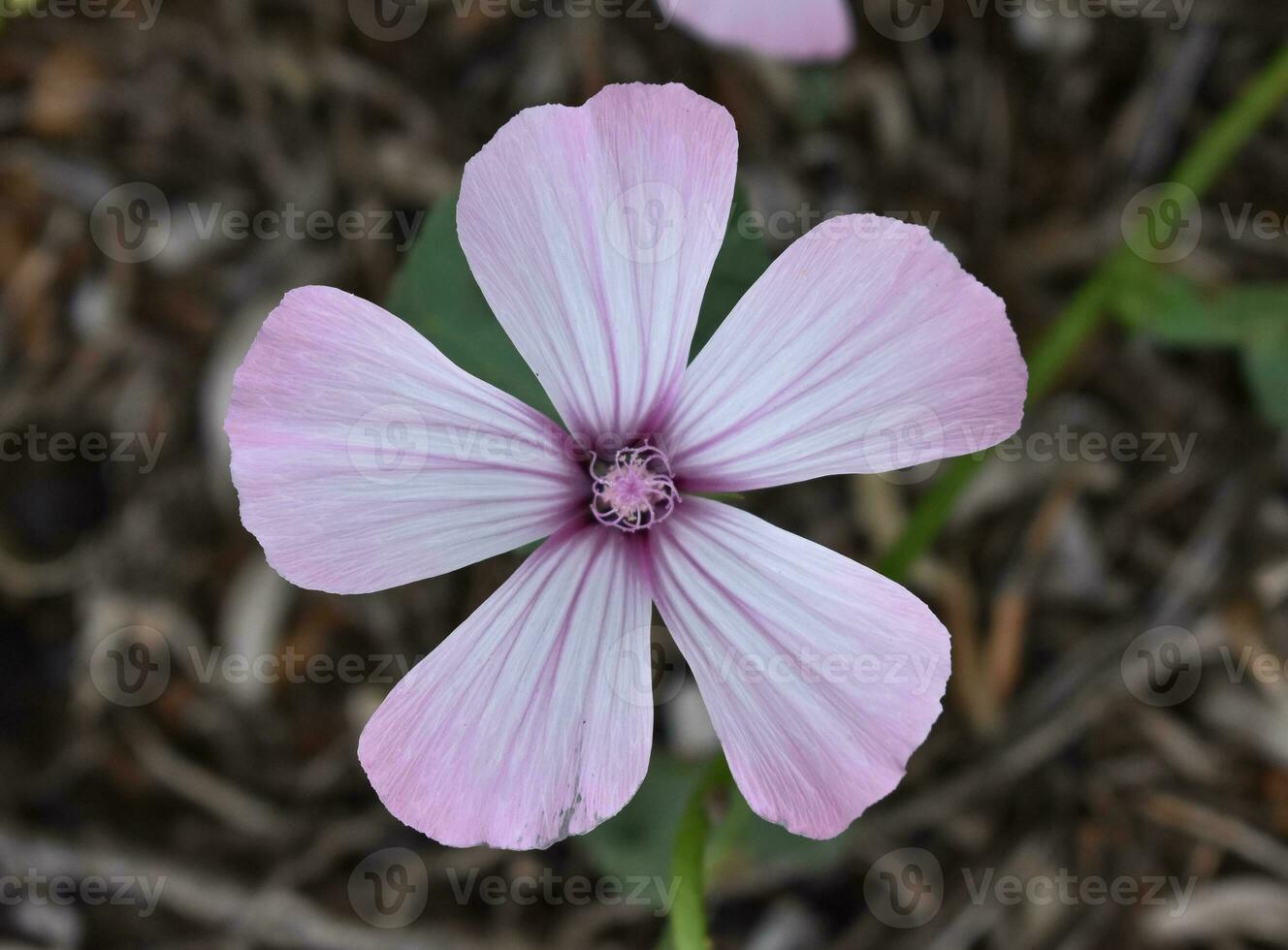 Lavatera trimestris schön Blume foto