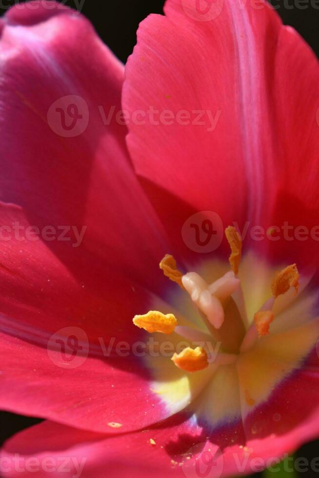 Tulpe hautnah foto