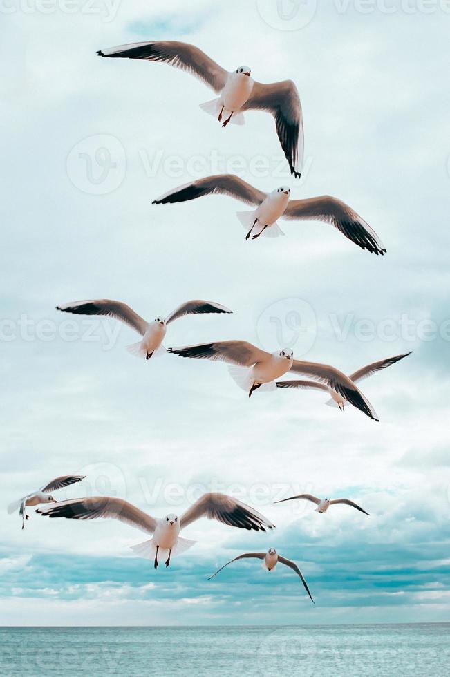 Gruppe von Möwen, die über dem Meer fliegen, blaue Wolken im Hintergrund foto