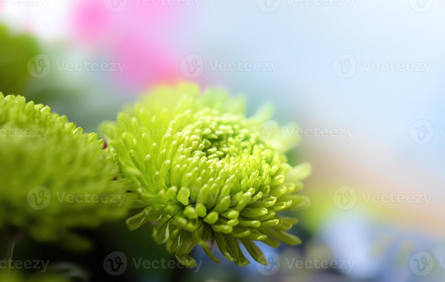 grüne Dahlie im Sonnenlicht foto