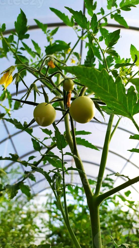 Gewächshaus Tomaten. Tomaten wachsen an einem sonnigen Tag in einem Gewächshaus foto