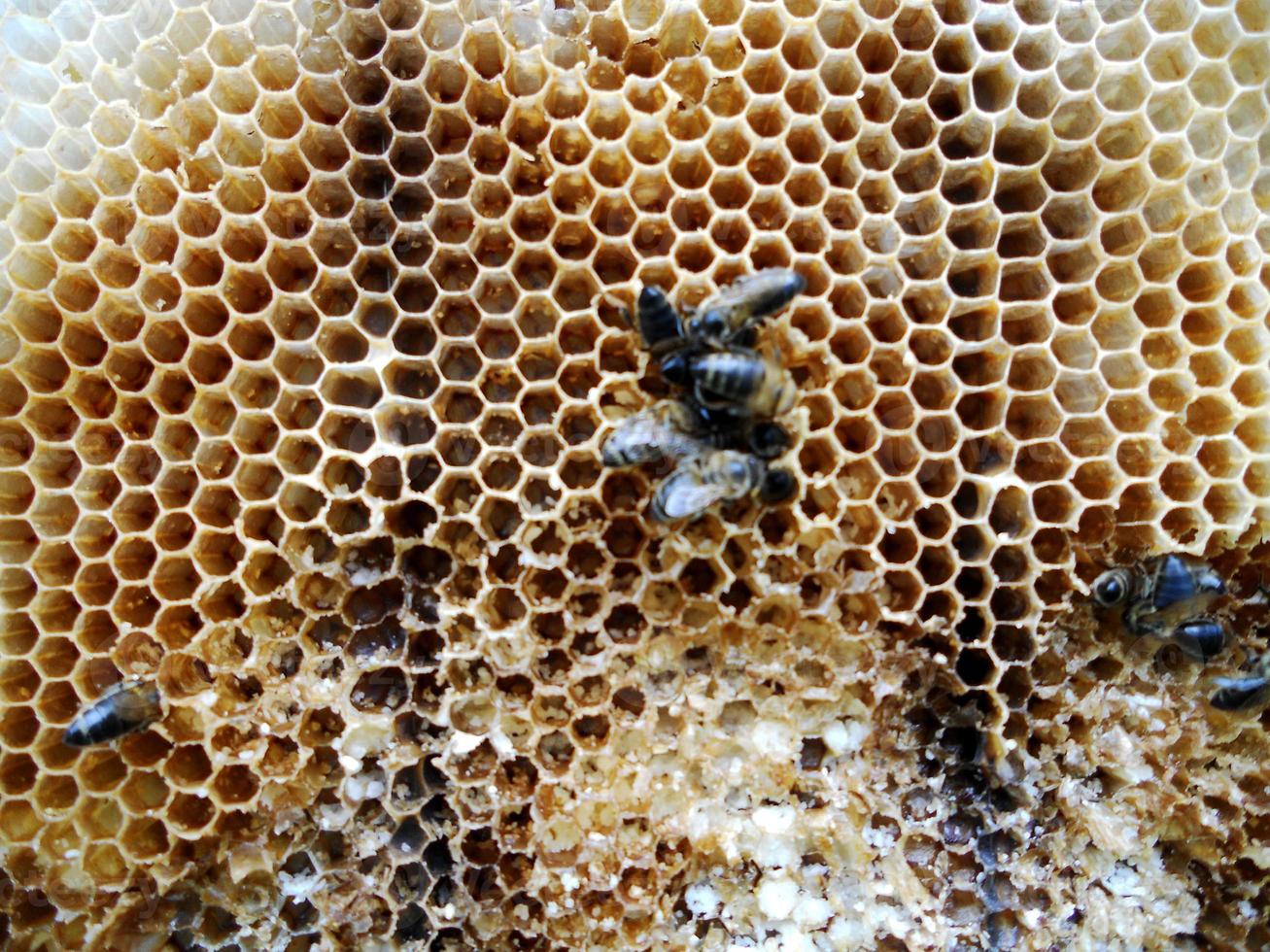 Hintergrund Sechseck Textur, Wachswabe aus einem Bienenstock foto