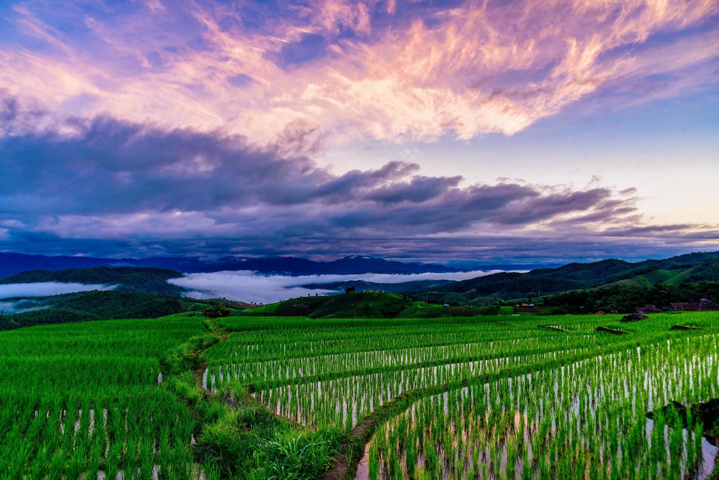 reisterrassenfelder bei pa bong piang dorf chiang mai, thailand. foto