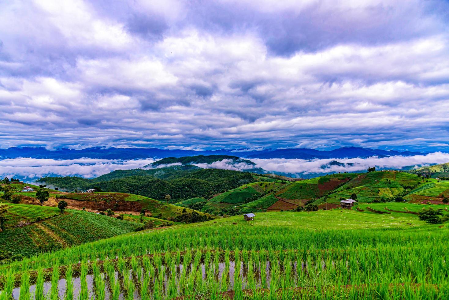 reisterrassenfelder bei pa bong piang dorf chiang mai, thailand. foto