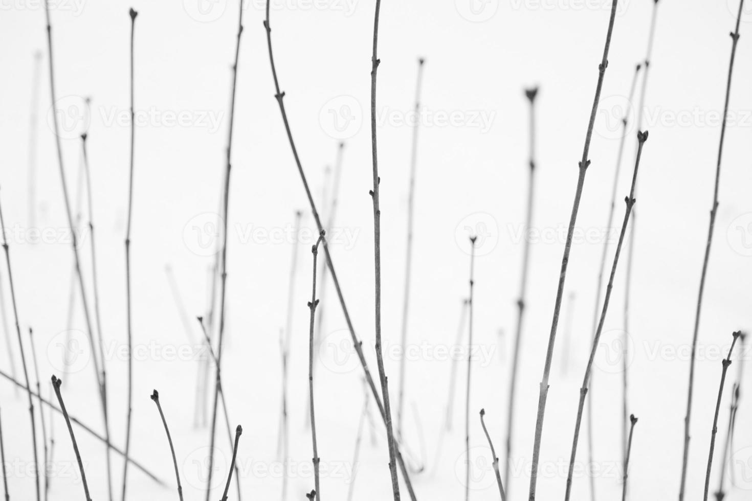 schöne Musterstammlinie des Pflanzenbuschs in einem kalten Winterschneefeld foto