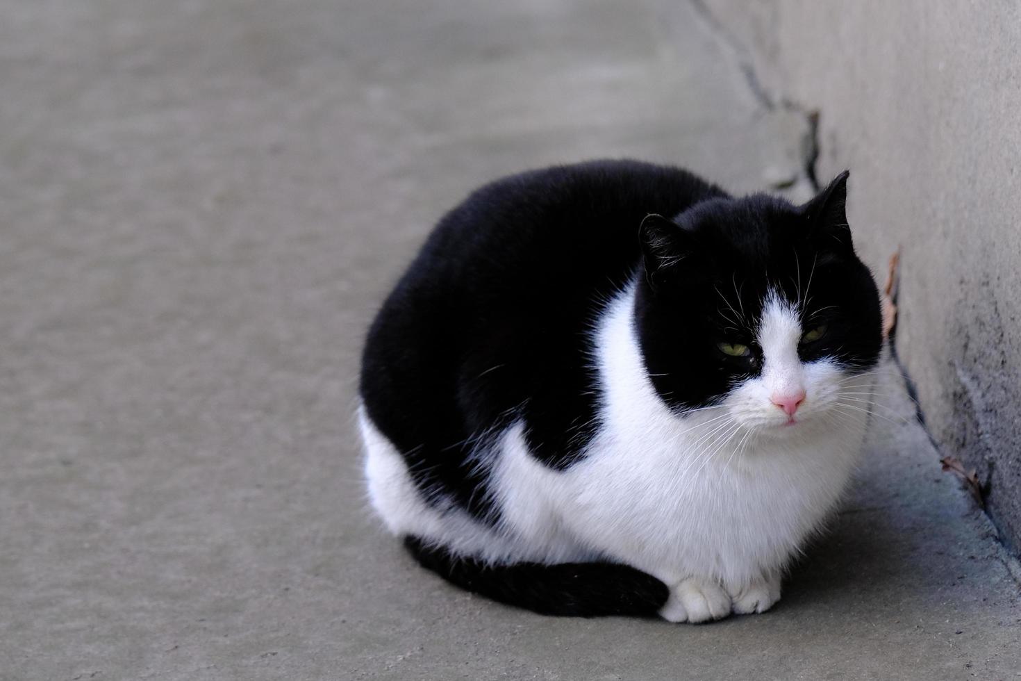 schwarz-weiß getigerte Straßenkatze mit grünen Augen Porträt Nahaufnahme foto