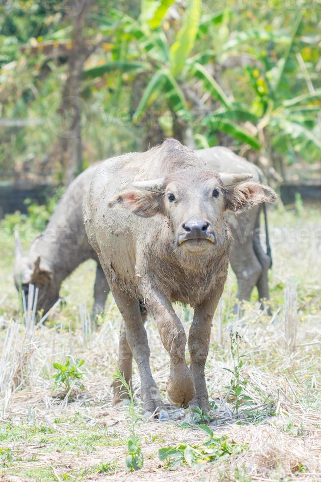 thailändischer Büffelbulle, der in die Kamera schaut. foto