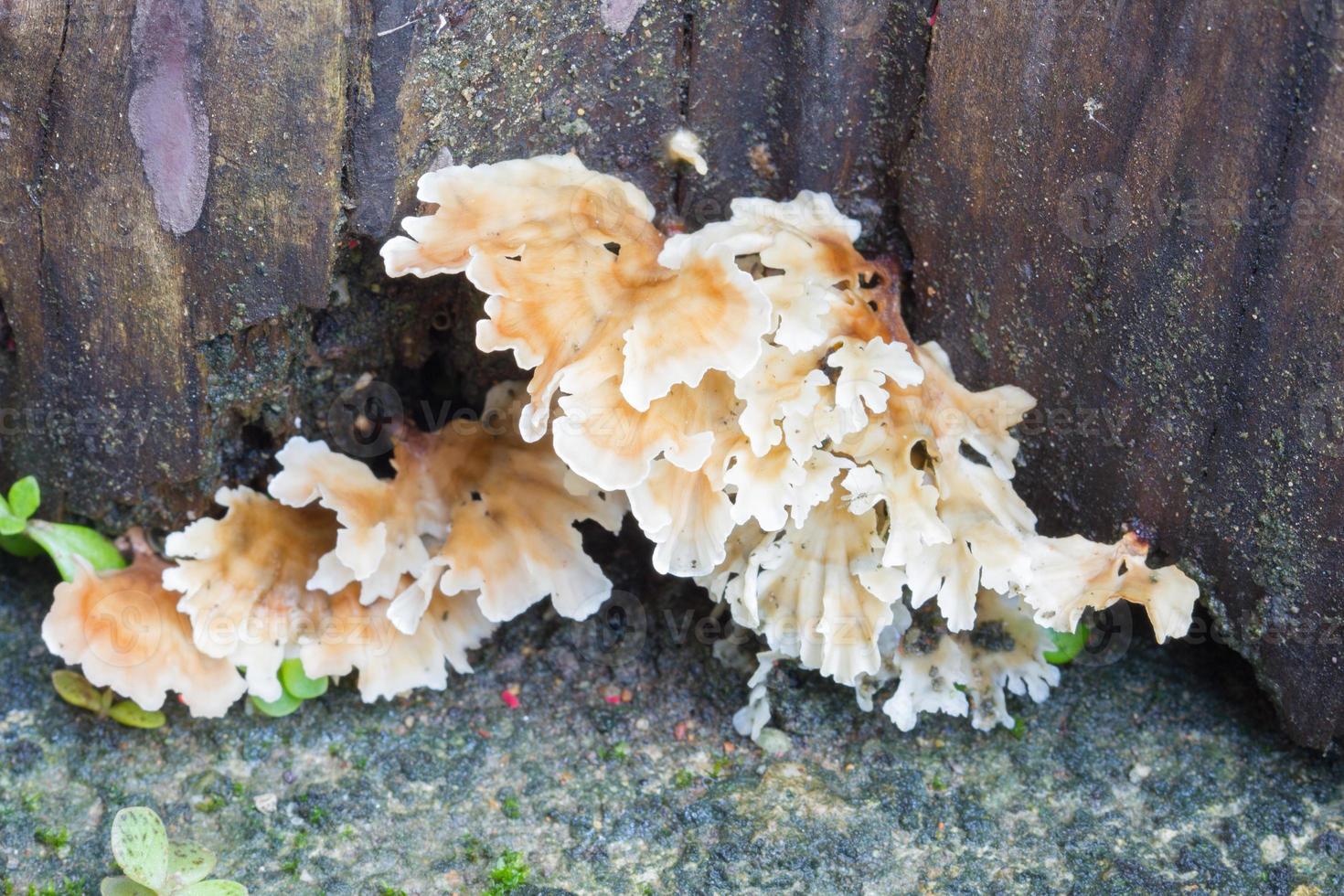 Pilz an der Ecke der Holzwand foto