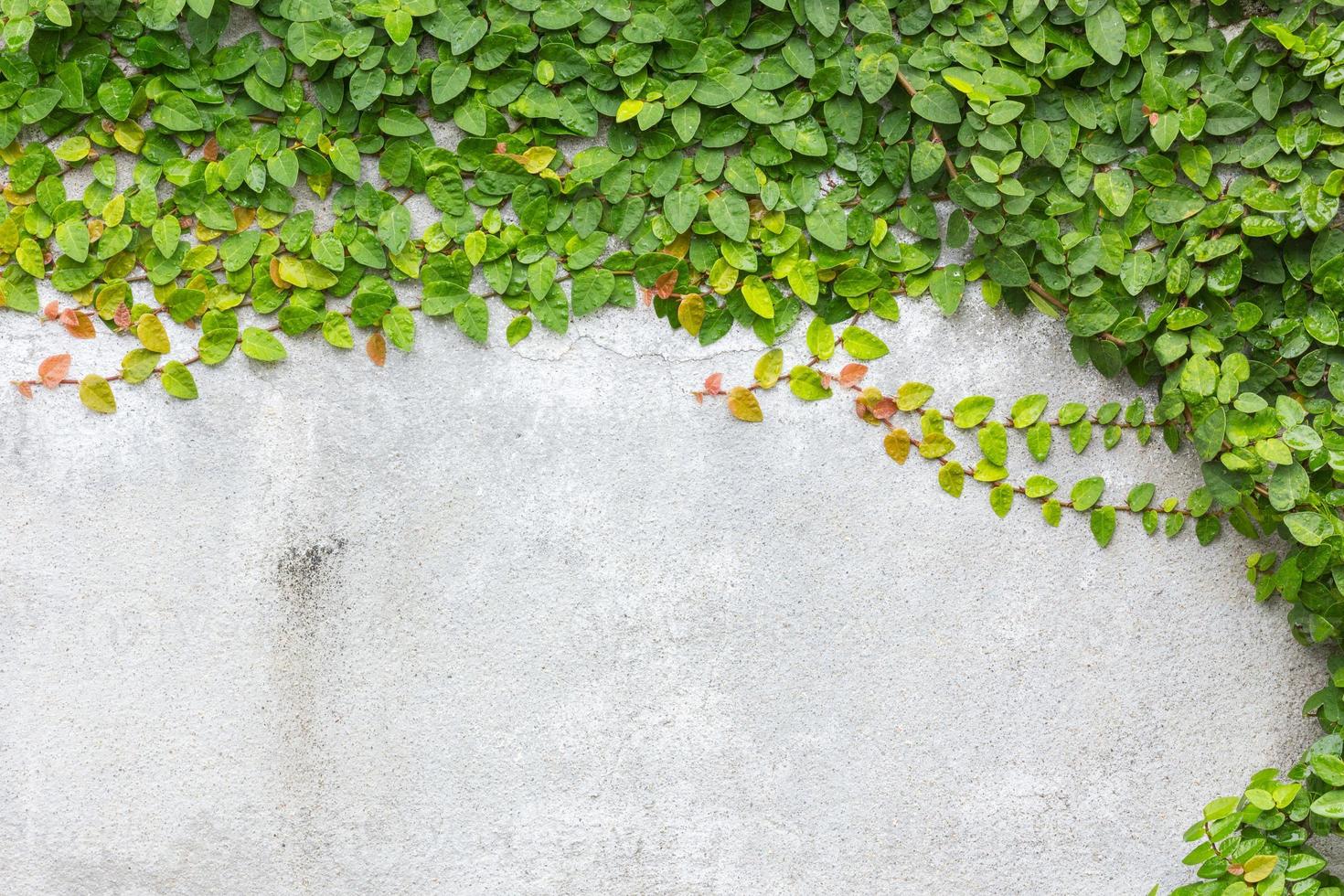 Mantelknöpfe oder mexikanische Gänseblümchen an der Wand foto