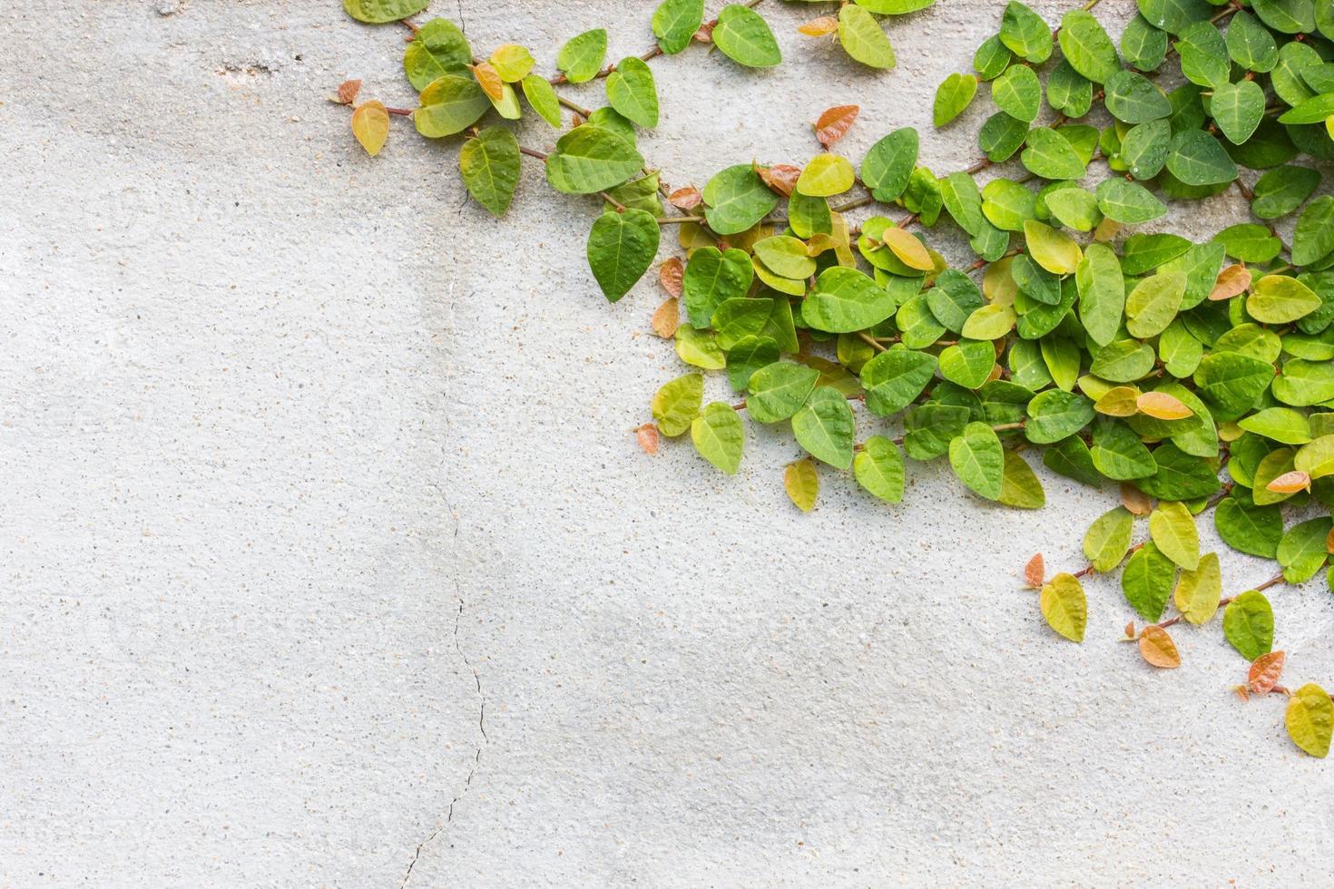 Mantelknöpfe oder mexikanische Gänseblümchen an der Wand foto