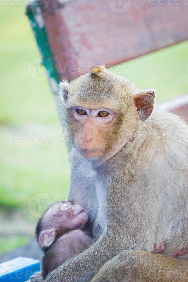 Affenmutter mit schlafendem Baby beim Stillen foto