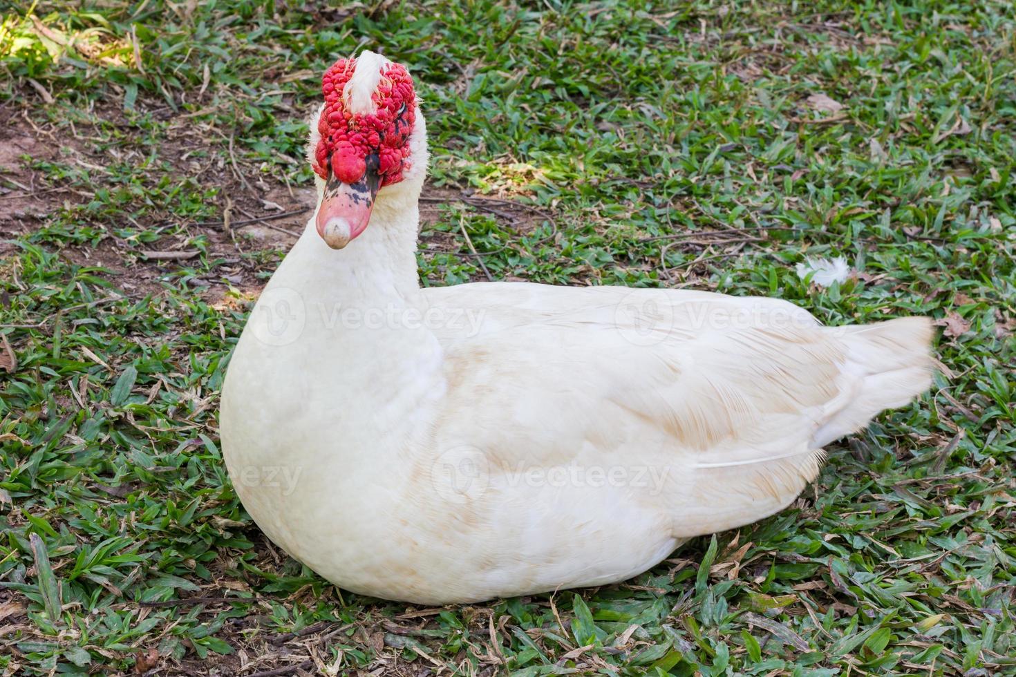 Barbarie-Ente cairina moschata foto