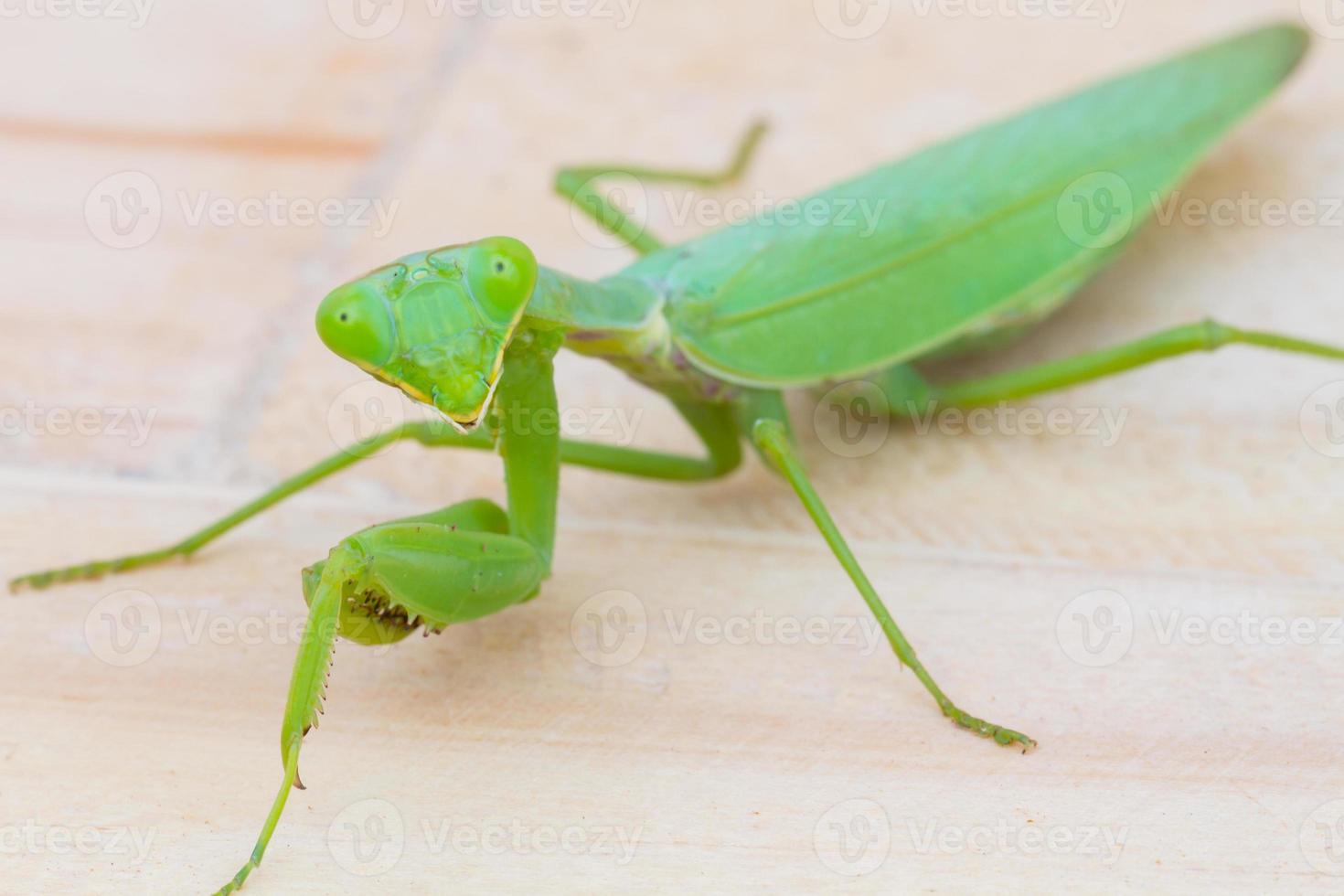 Nahaufnahme grüne Gottesanbeterin auf Holzuntergrund foto