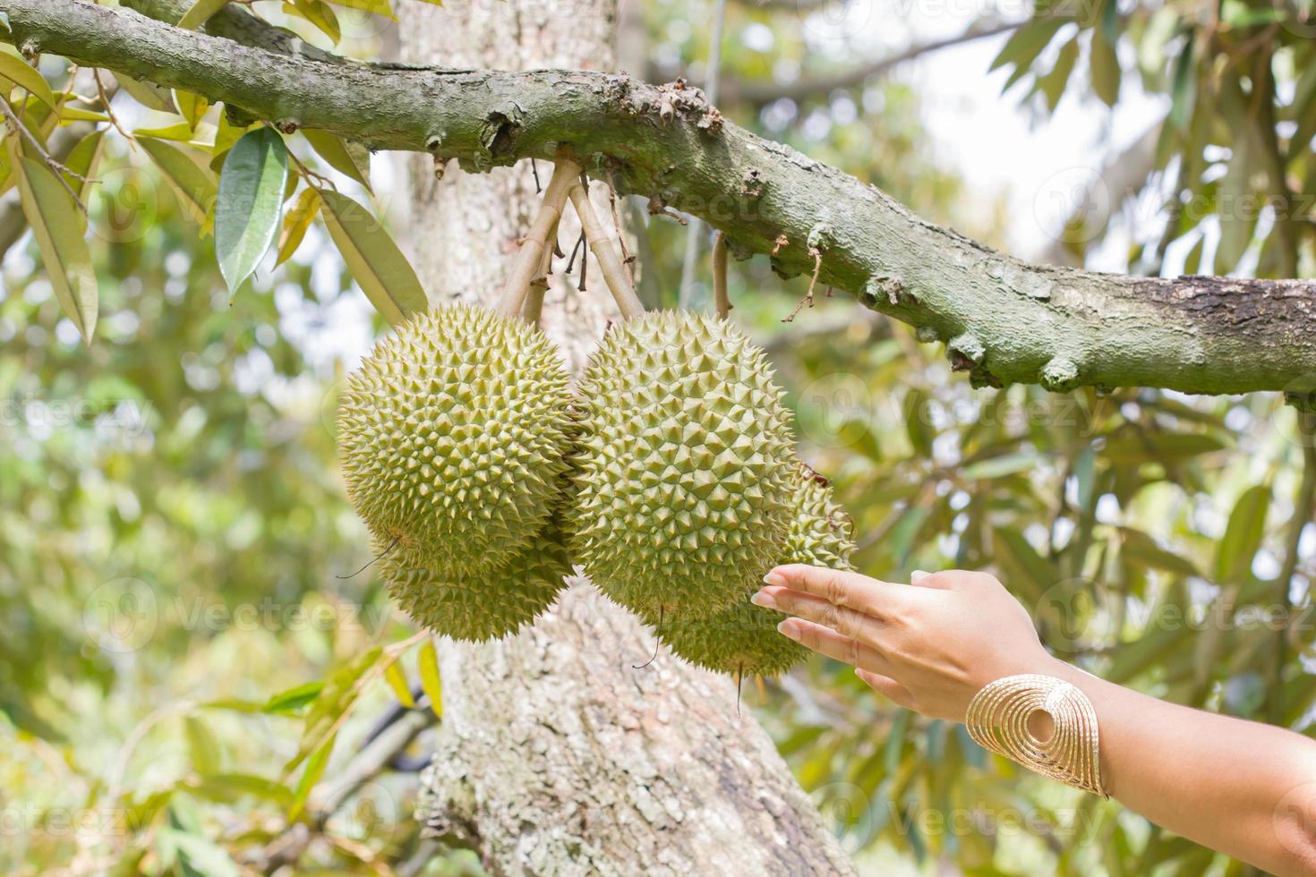 Hand berührt Durian am Baum, thailand foto